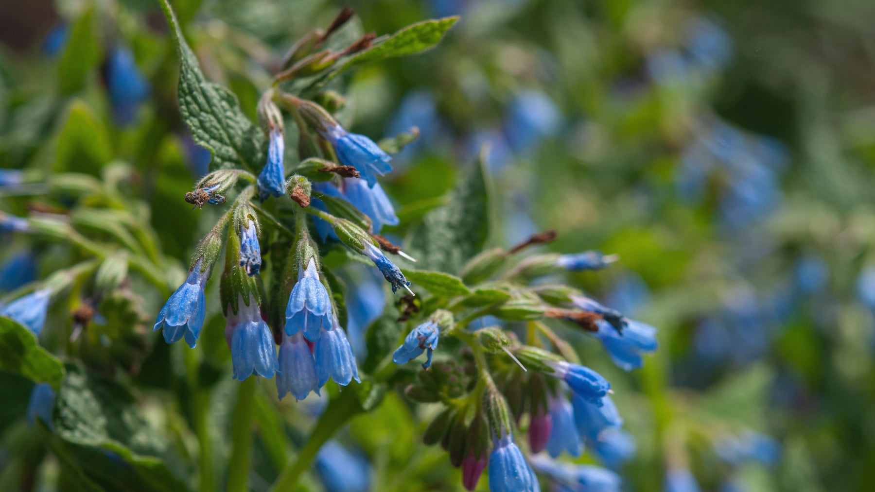 What Makes Comfrey a Powerful Skincare Ingredient?