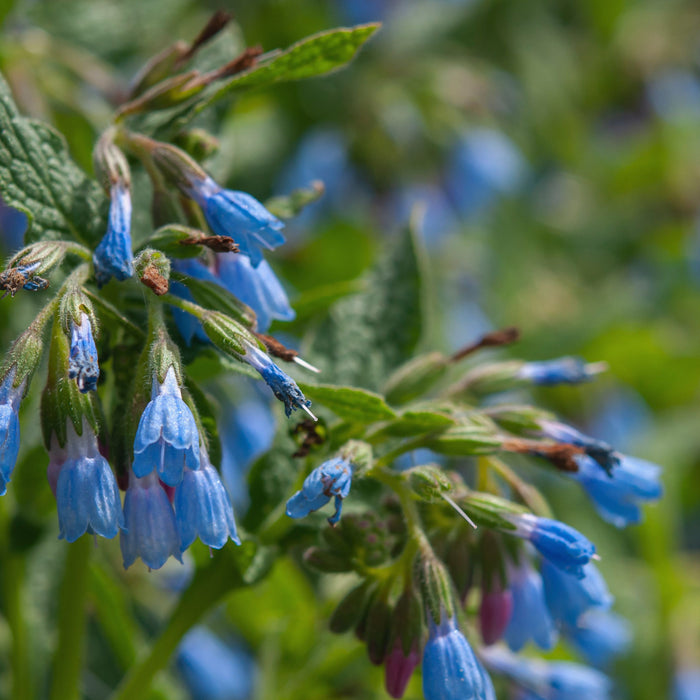What Makes Comfrey a Powerful Skincare Ingredient?