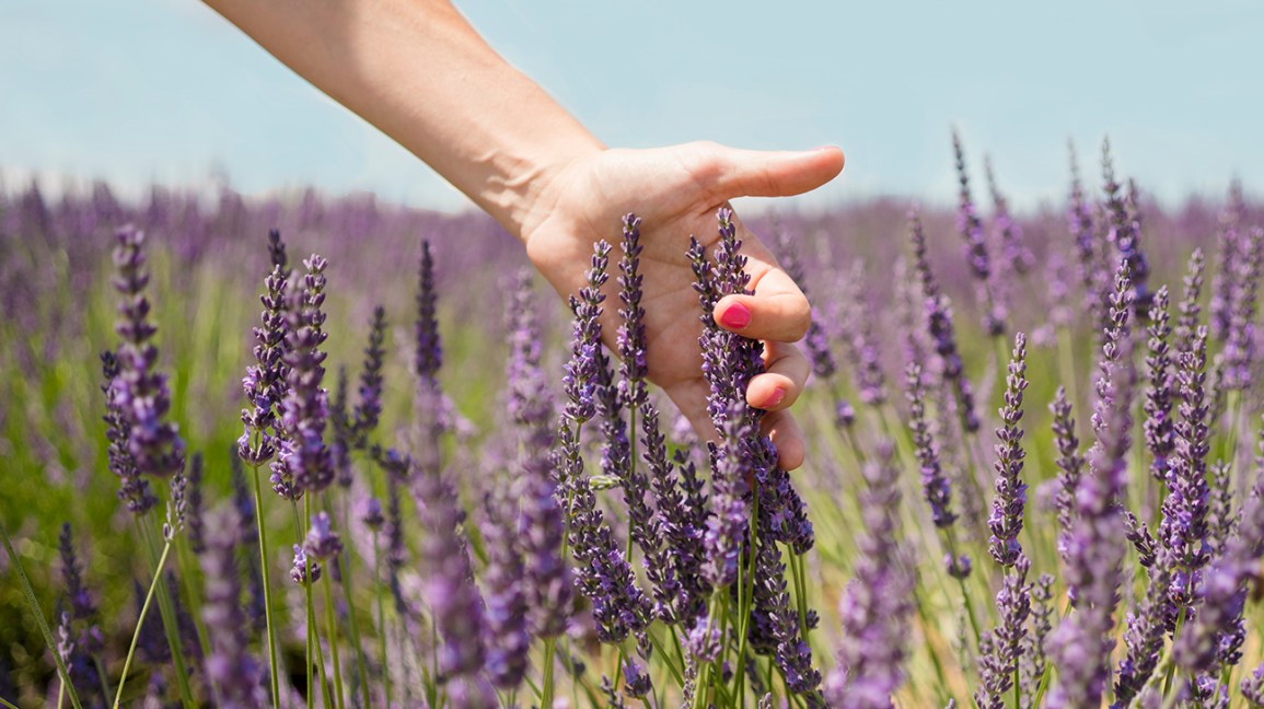 6 Things You Didn't Know About Lavender