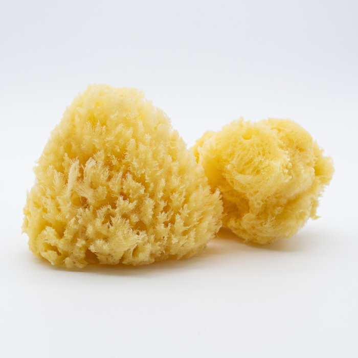 Natural Sea Sponge
